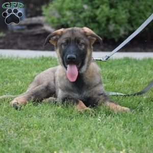 Kooper, German Shepherd Puppy